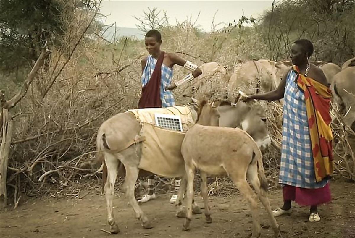 Masai Women Are Leading a Solar Revolution With Help From Their Donkeys
