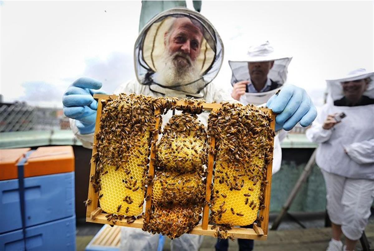 A Sweet Gig: Danish Beekeeping Program Employs Refugees