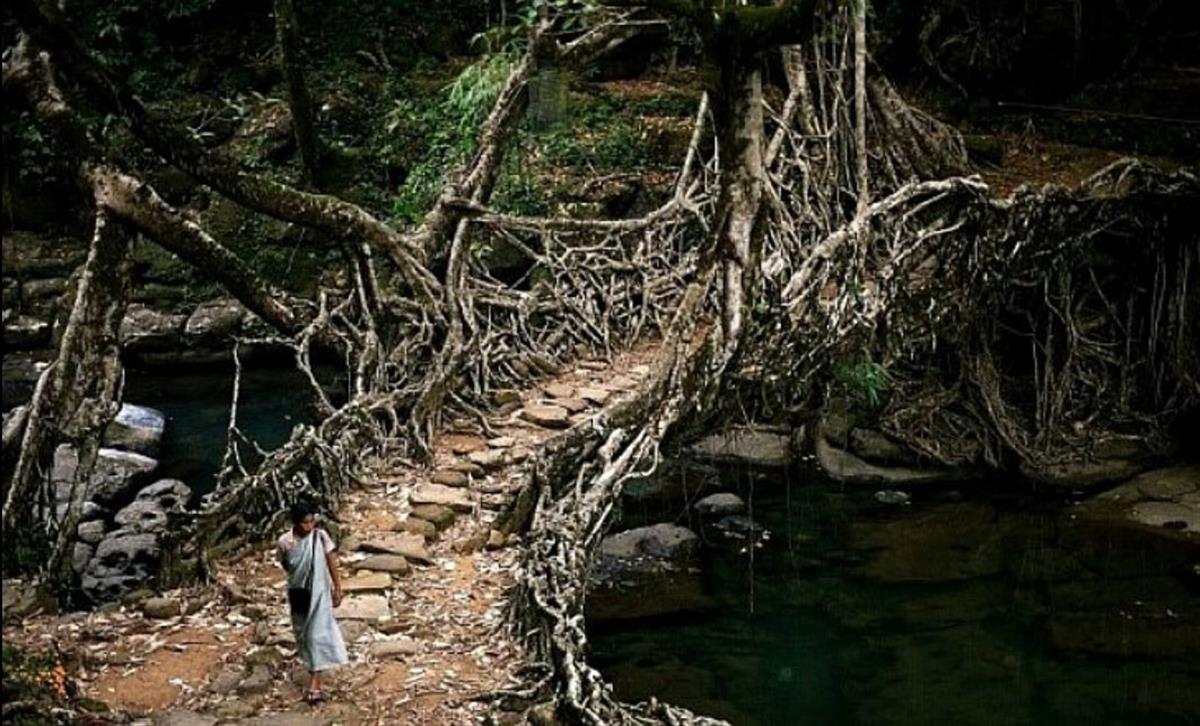 Sustainable Architecture - The Living Bridges of Meghalaya