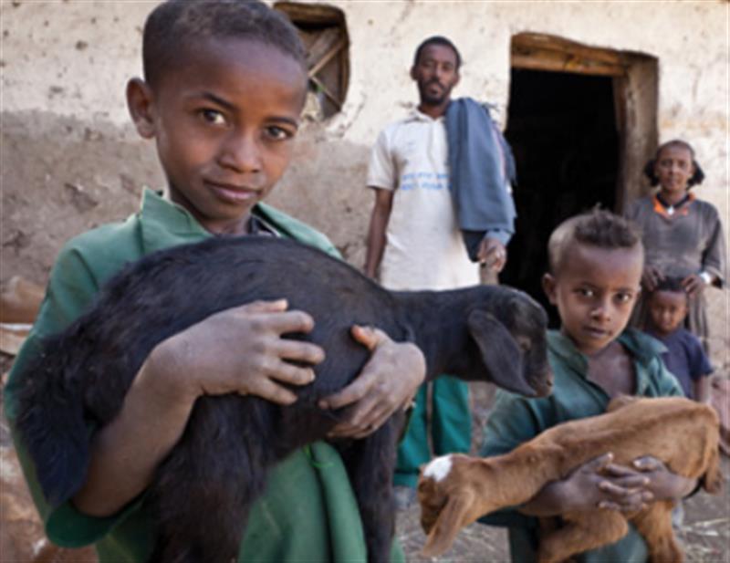 Two Goats - Save the Children