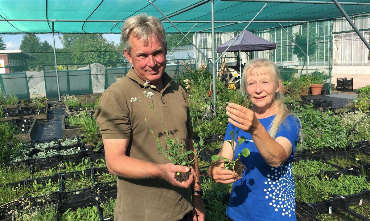Bee inspired: why Oslo has put ecological riches at the heart of the city
