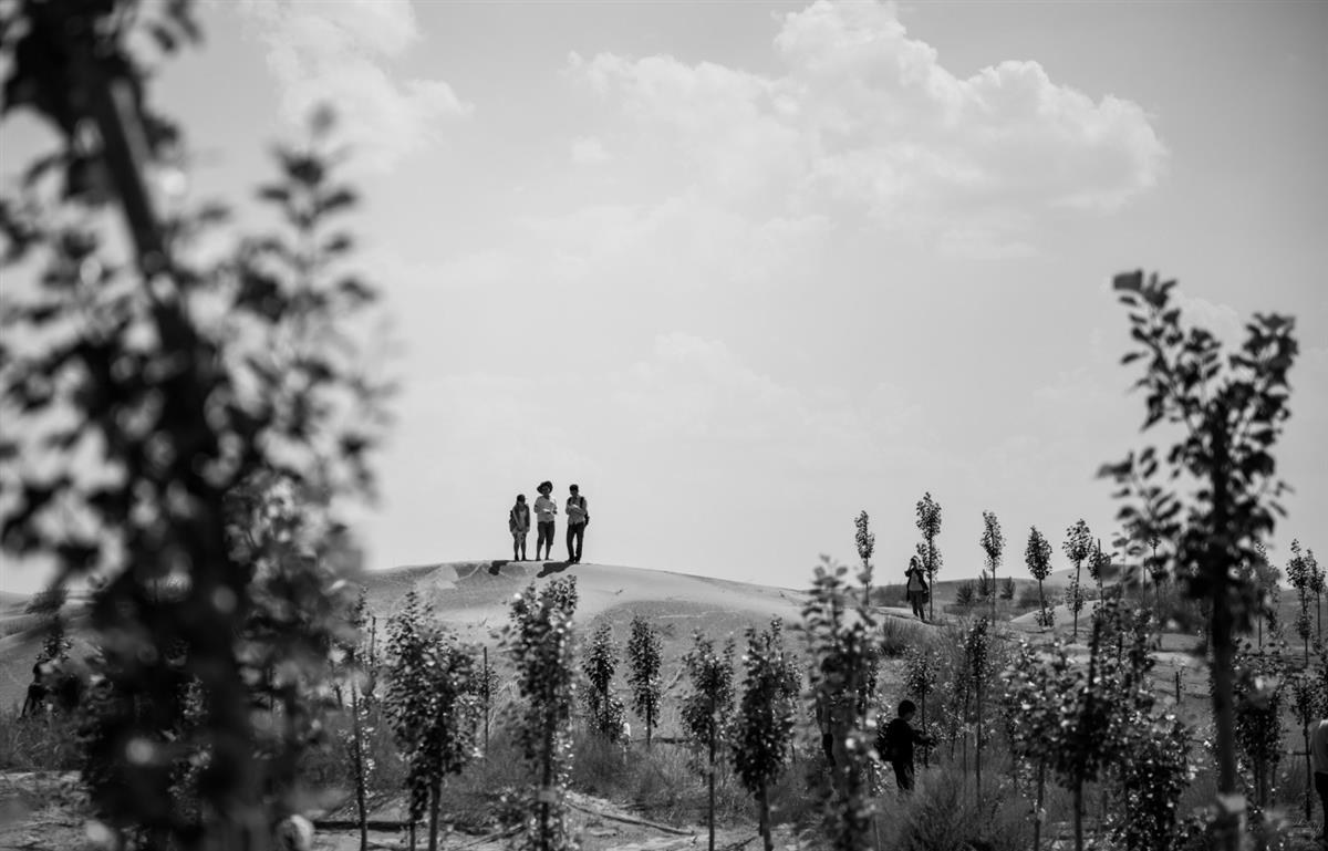 Let a billion trees bloom: Can a great green wall of trees stop China’s spreading desert?