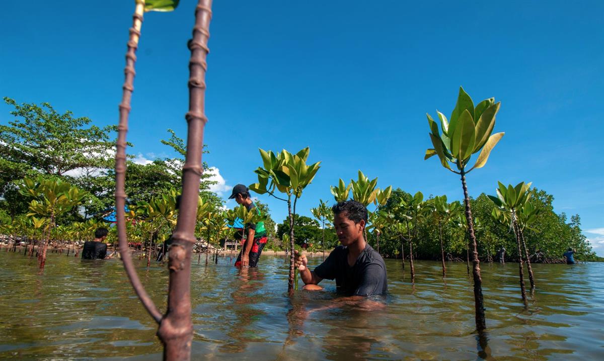 Can planting billions of trees save the planet?