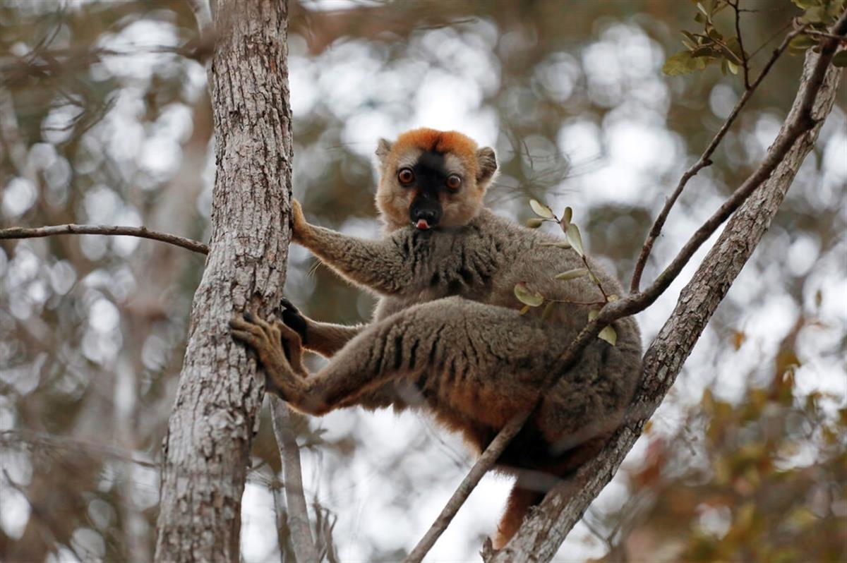 New York Times: Restoring Farmland Could Drastically Slow Extinctions, Fight Climate Change