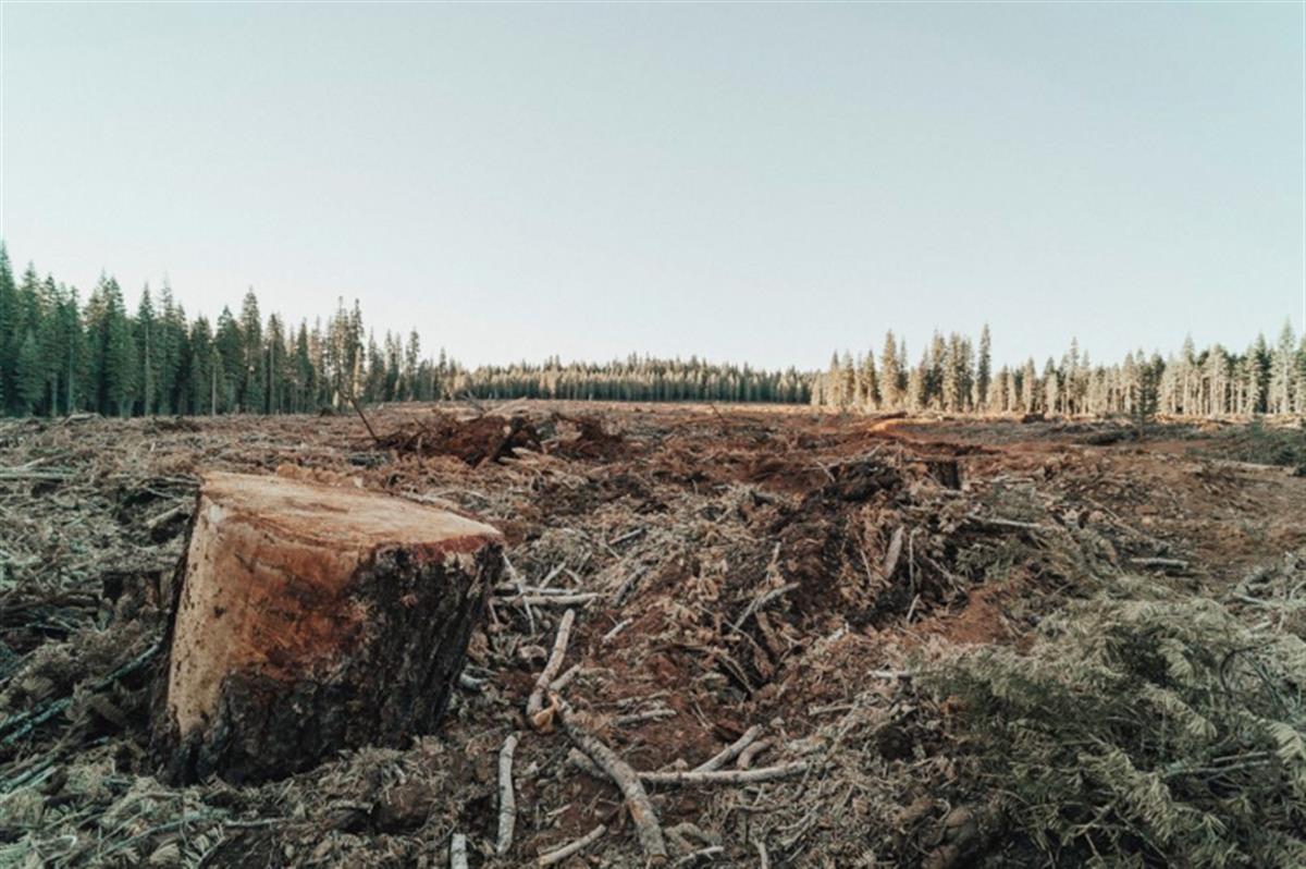 Investors urge companies to advance no-deforestation efforts