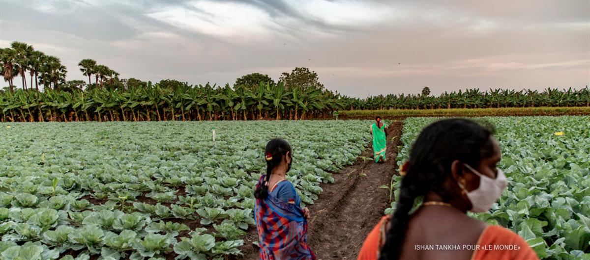 The biggest agroecology project in the world: in India, Andhra Pradesh is banking on "zero budget natural agriculture"