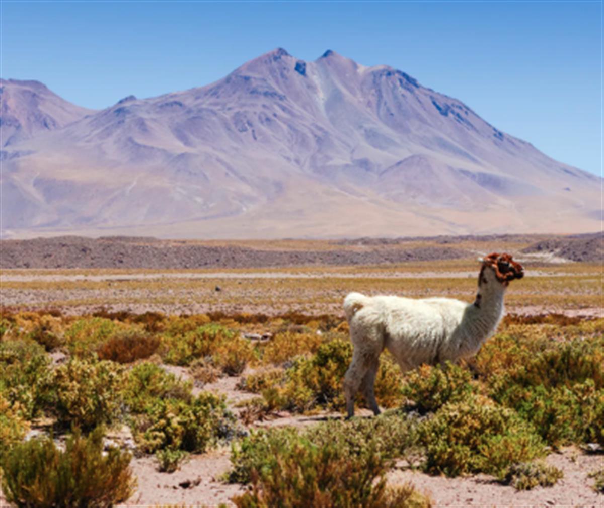 How a pre-Incan civilisation thrived in the Atacama Desert thanks to seabird poo fertiliser
