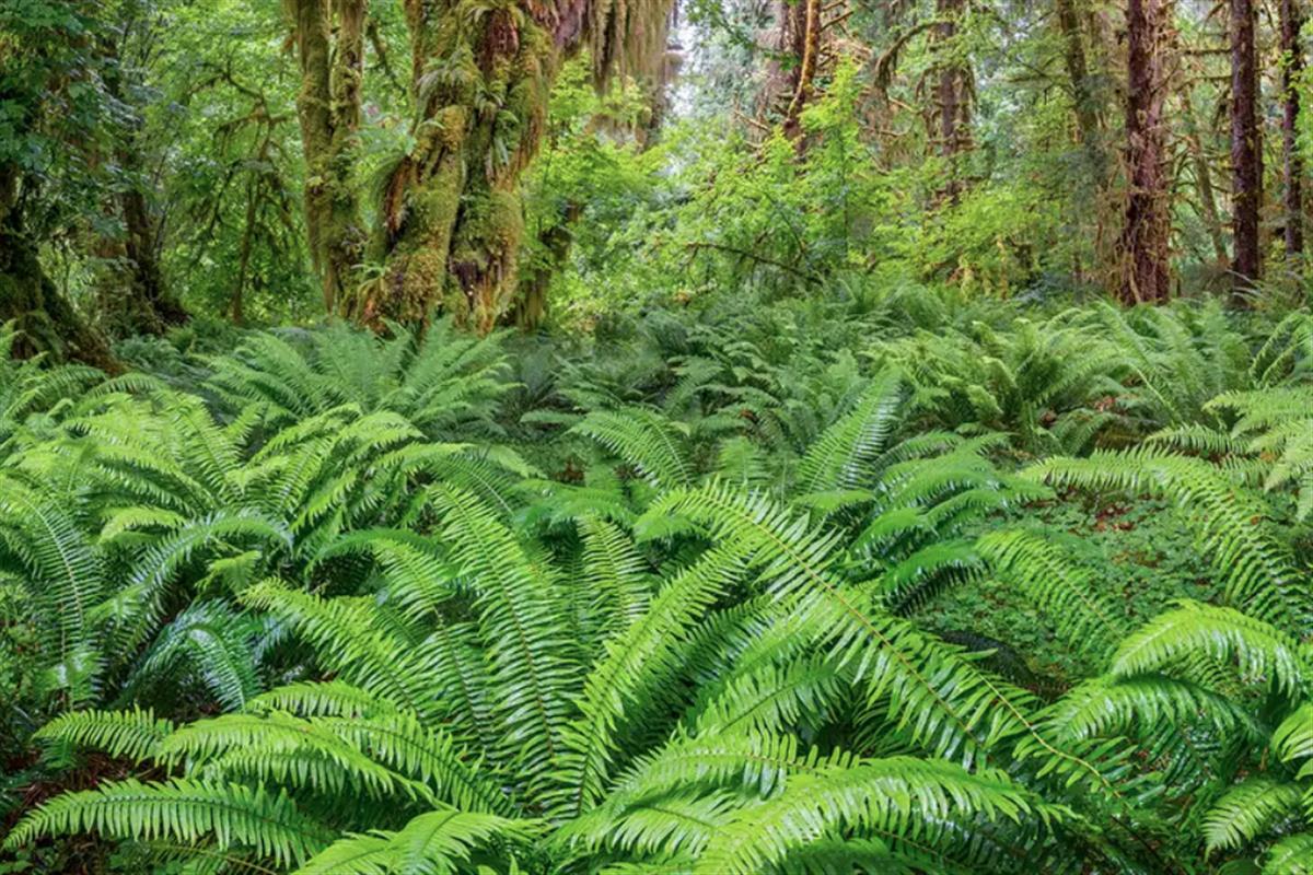 Rescue plan for nature: How to fix the biodiversity crisis - New Scientist