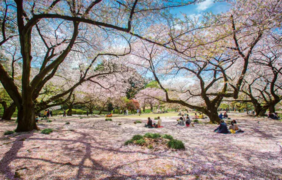 Japan’s cherry blossom viewing parties – the history of chasing the fleeting beauty of sakura