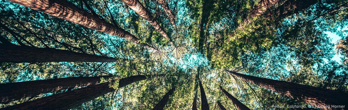Innovative Platform Makes Forest Data Available in All 6 UN Languages