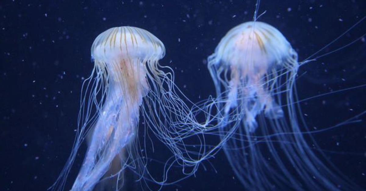 Geneva Solutions: Charting a new path to protect the high seas