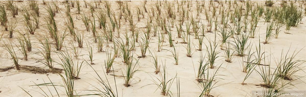 Beyond Planting Trees: Let Communities Lead Restoration