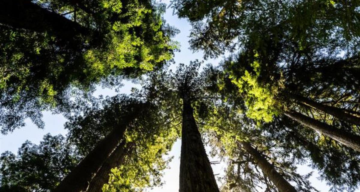 International Geneva turns focus to nature and peace