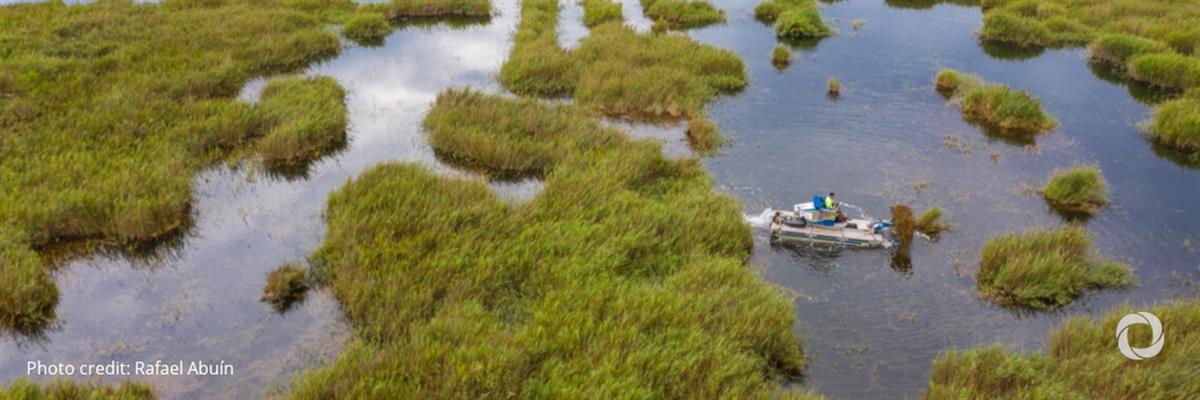 Wetlands: An effective but undervalued climate solution