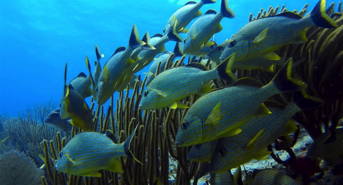 ENVIRONMENTAL JUSTICE FOUNDATION: ONE OCEAN SUMMIT
