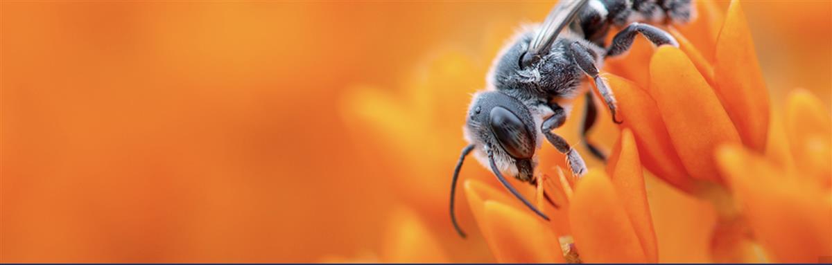 Geneva Biodiversity Conference Inches Towards Post-2020 Global Framework