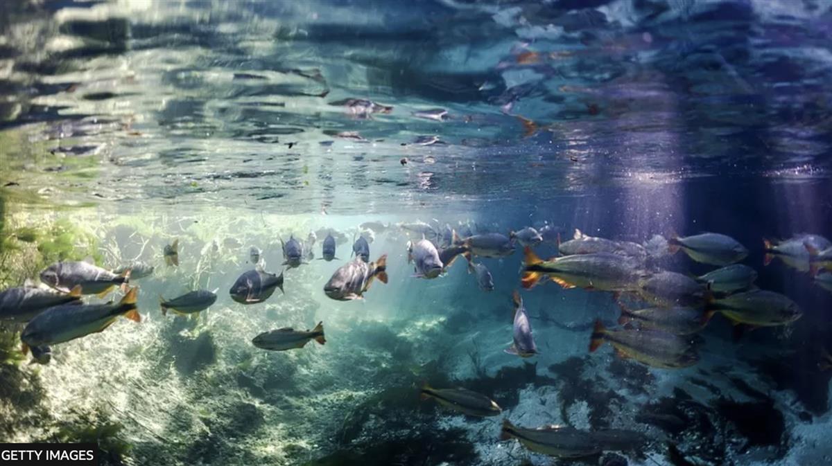 COP15: Nations reach 'historic' deal to protect nature