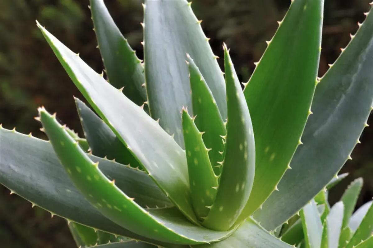 Aloe vera plants turned into energy-storing supercapacitors