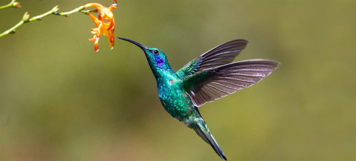 The latest UN biodiversity summit opens in Colombia; here’s what’s at stake