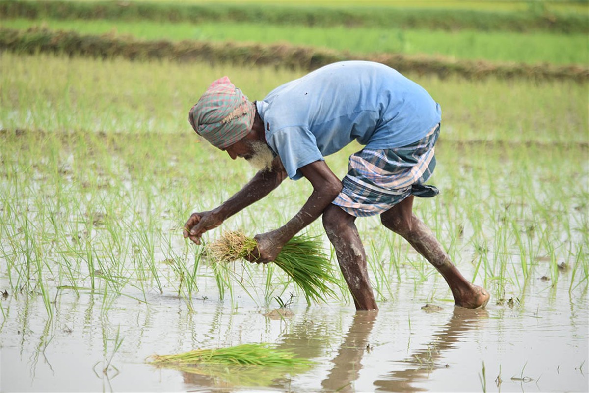 How Multilateral Cooperation Delivers for Food Security and Biodiversity