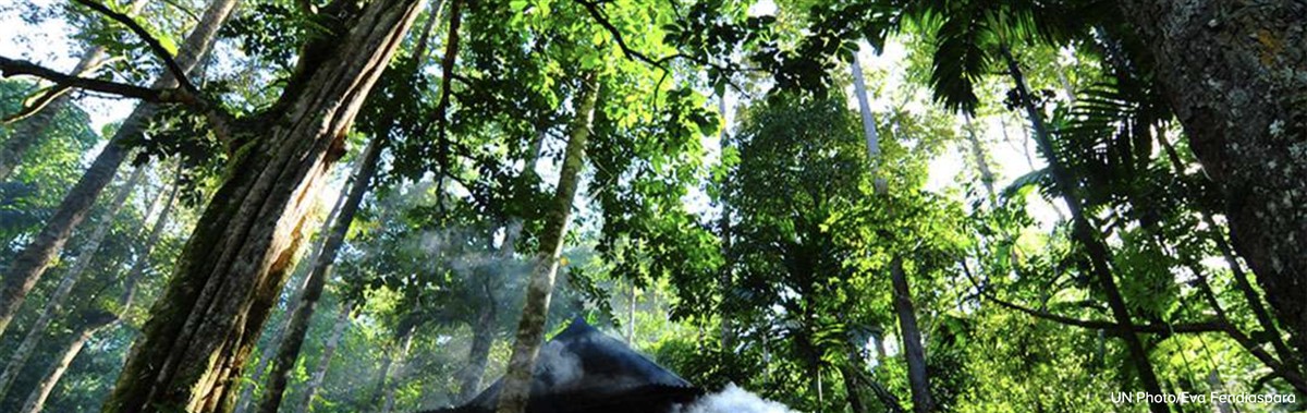 Preserving Indigenous Wisdom Requires Protecting Forests